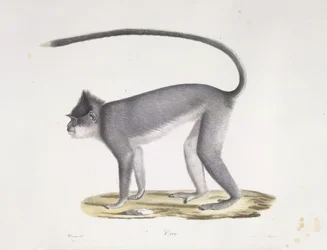 Monkey, from Histoire Naturelle des Mammifères