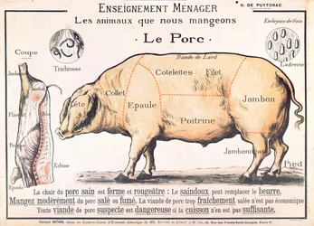 Cuts of Pork, illustration from a French Domestic Science Manual by H. de Puytorac, published by Editions Fernand Nathan, late 19th century
