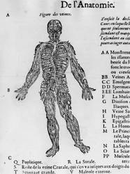 Cutting the human body: the blood system, veins. -in 