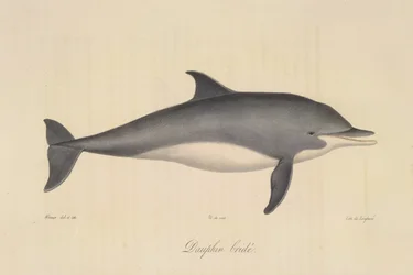 Striped Dolphin, from Histoire Naturelle des Mammifères