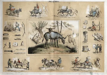 Description of the different products and uses of donkey: the animal helps the work of the miller, the travelling musician, the plougher, the circus artists. (detail)