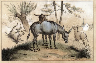 Description of the different products and uses of donkey: two donkeys in one. Detail of the board 