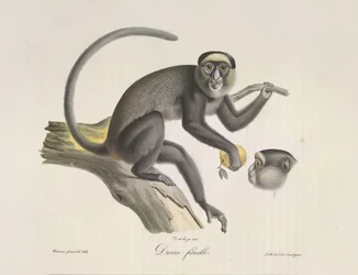 Female Monkey, from Histoire Naturelle des Mammifères