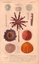 Different types of colorful sea urchins and their spines, from Charles d