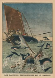 Dolphins destroying sardines, front cover illustration from 