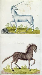 Drawings of a unicorn and a wild horse