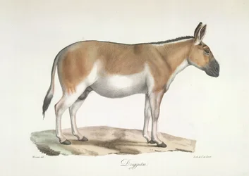 Dziggetai, from Histoire Naturelle des Mammifères