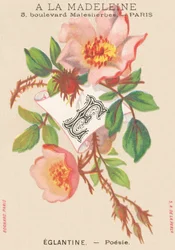 Eglantine - Poetry