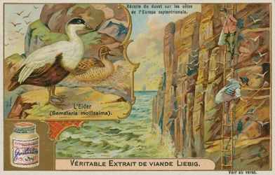 Eider Duck; Gathering Eider Down