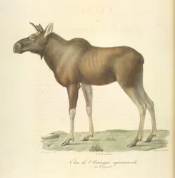 North American elk, from Histoire Naturelle des Mammifères