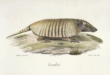 Armadillo, from 