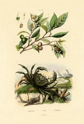 European Red-bellied Clerid