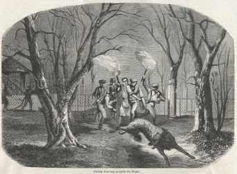 Evasion of a wolf at the Jardin des Plantes in Paris - Engraving in 