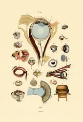 Eyes