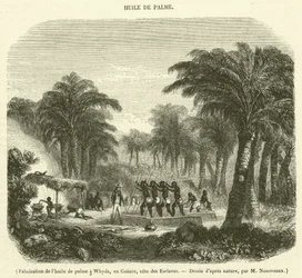 Palm Oil Production in Whydah, Guinea, Slave Coast (engraving)