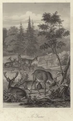 Fallow deer