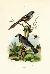 Fieldfare
