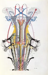 Fig. 212 from Semiologie des Affections du Systeme Nerveux by J. Dejerine, 1914
