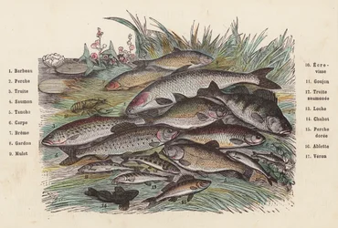 Fish