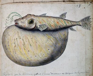 Fish called Crocros, Sao Vicente island, Cape Verde, from log book by Jacques Gouin de Beauchesne, captain of Compagnie royale de la Mer du Sud, from 1698 to 1701