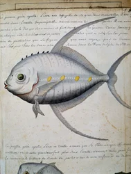 Fish called Lisse, Sao Vicente island, Cape Verde