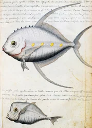 Fish called Lisse and Moon fish, Sao Vicente island, Cape Verde