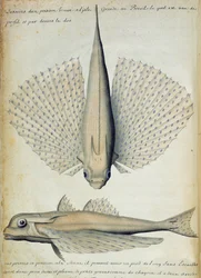 Fish Found at Ilha Grande, Brazil