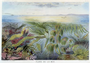 Flora of the Sea - in Le Monde de la Mer by Alfred Fredol