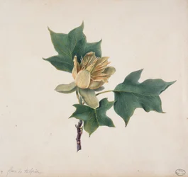 Flower of a Tulip Tree