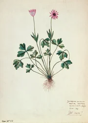 Fol. 1275 Geranium
