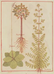 Plantain, Marjoram and Mandrake, from Livre des Simples Medecines, c.1520-30