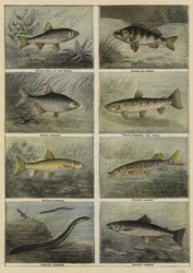 French freshwater fish