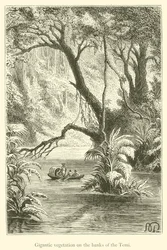 Gigantic Vegetation on the Banks of the Temi (engraving)