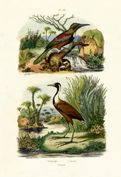 Great Jacamar