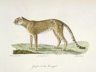 Senegal Cheetah, from Histoire Naturelle des Mammifères