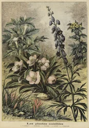 Harmful plants