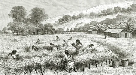 Harvest of Coca, Peru, illustration from Le Tour du Monde magazine, 1877
