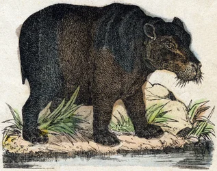 Hippopotamus