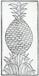 Illustration from 