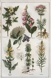 Illustration from 