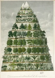 Illustration of the differing types of vegetation at different altitudes