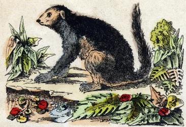 Indri (Lemurian)