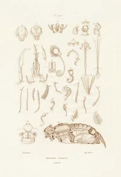 Insects