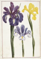 Irises, 18th century