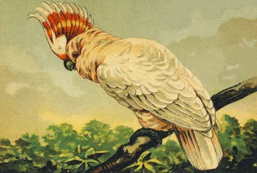 K as Cockatoos