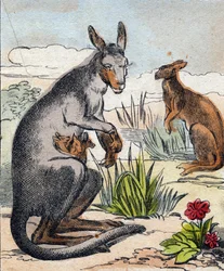 Kangaroo (Engraving in "Buffon Alphabet des Animaux")