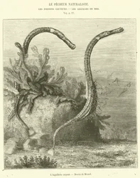 The Serpent Needle (engraving)