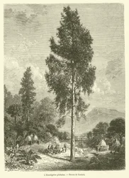 The Eucalyptus Globulus (engraving)