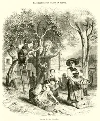 Fruit Harvest in Switzerland (engraving)