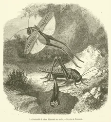 The Sword-bearing Grasshopper Laying Eggs (engraving)